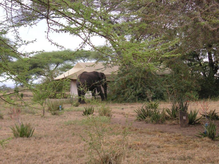 Mapito Tented Camp Серенгети Екстериор снимка